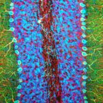 Well known Consciousness Principle Is Slammed as Bogus Science