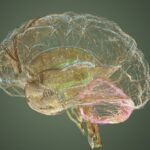 Seeking to Practice Your Brain A lot quicker? Being aware of This May well Support With That