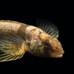 Can We Save Every Species from Extinction?