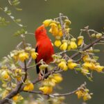 Millions of Mosquitoes Will Rain Down on Hawaii to Help save an Iconic Chicken