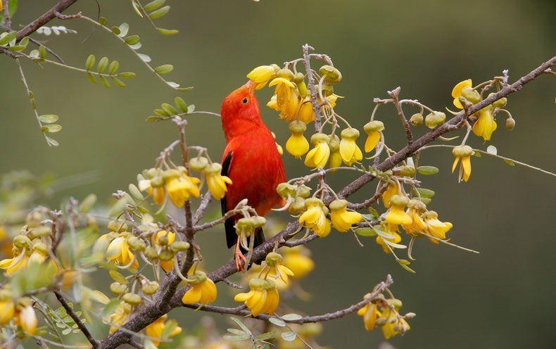 Millions of Mosquitoes Will Rain Down on Hawaii to Help save an Iconic Chicken