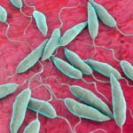 A Unpleasant Tropical Skin Disorder Is Now Endemic in the U.S.