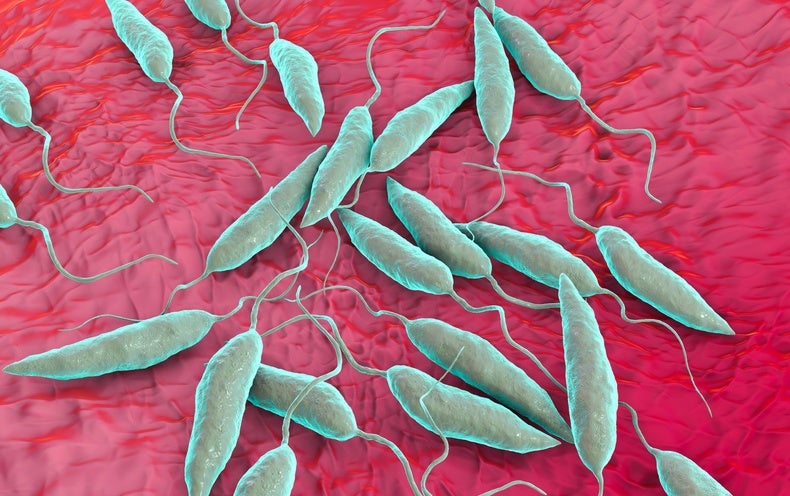 A Unpleasant Tropical Skin Disorder Is Now Endemic in the U.S.