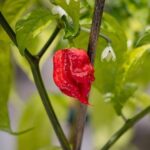 How Incredibly hot Is ‘Pepper X’? Its Creator Invested 6 Several hours Recovering from Consuming It