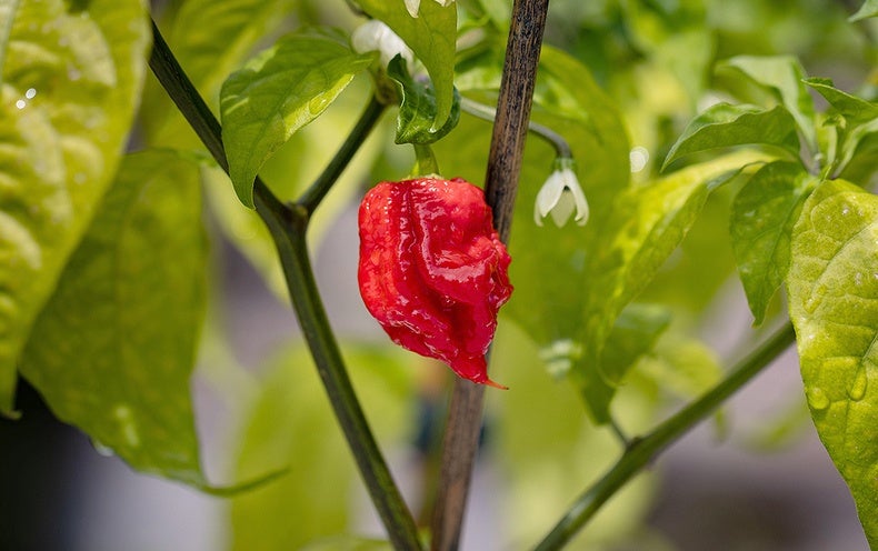 How Incredibly hot Is ‘Pepper X’? Its Creator Invested 6 Several hours Recovering from Consuming It