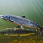 ‘Air-Conditioning’ Rivers and Streams Could Conserve Overheated Fish