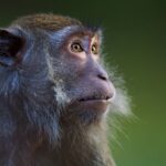 Monkeys with Transplanted Pig Kidneys Reside for Up to Two Many years or More