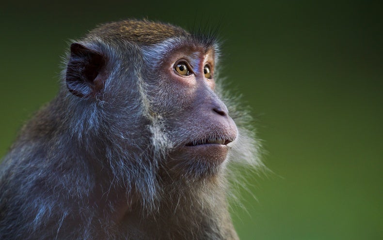 Monkeys with Transplanted Pig Kidneys Reside for Up to Two Many years or More