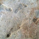 Historic Footprints Affirm Persons Lived in the Americas Much more than 20,000 Years Back
