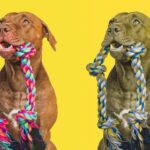 What Hues Do Pet dogs See?