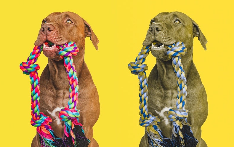 What Hues Do Pet dogs See?