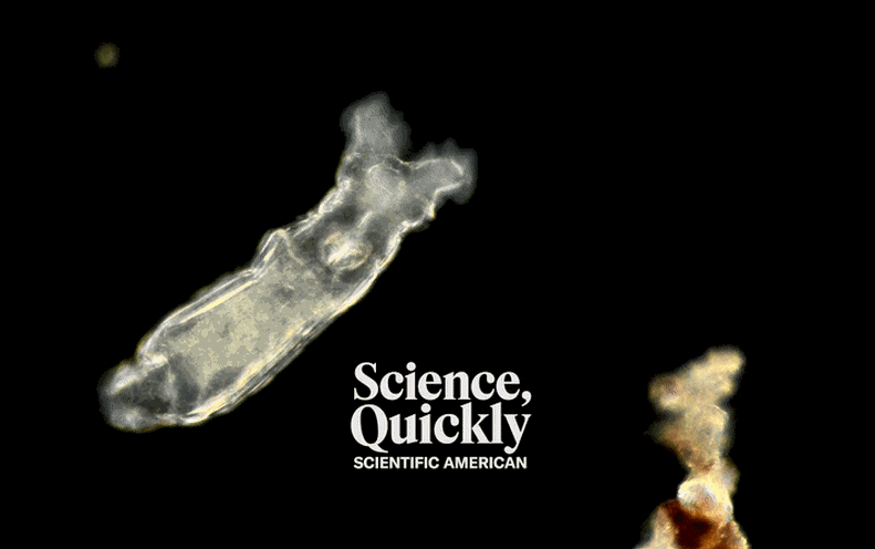 The Tale of the Rotifer That Came Back again to Life right after 25,000 Many years in an Icy Tomb