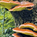 Fungi Make Safer Fireproofing Material