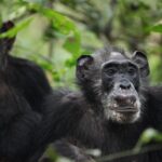 Wild Chimps Shown to Undertake Menopause for the 1st Time