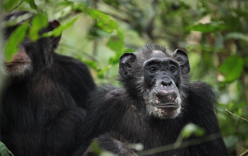 Wild Chimps Shown to Undertake Menopause for the 1st Time