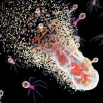 Dangerous ‘Superbugs’ Are on the Rise. What Can Stop Them?