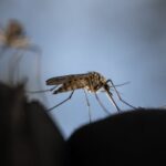 Dengue’s Unfold in Europe Could Spur Vaccine Advancement