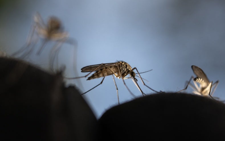 Dengue’s Unfold in Europe Could Spur Vaccine Advancement