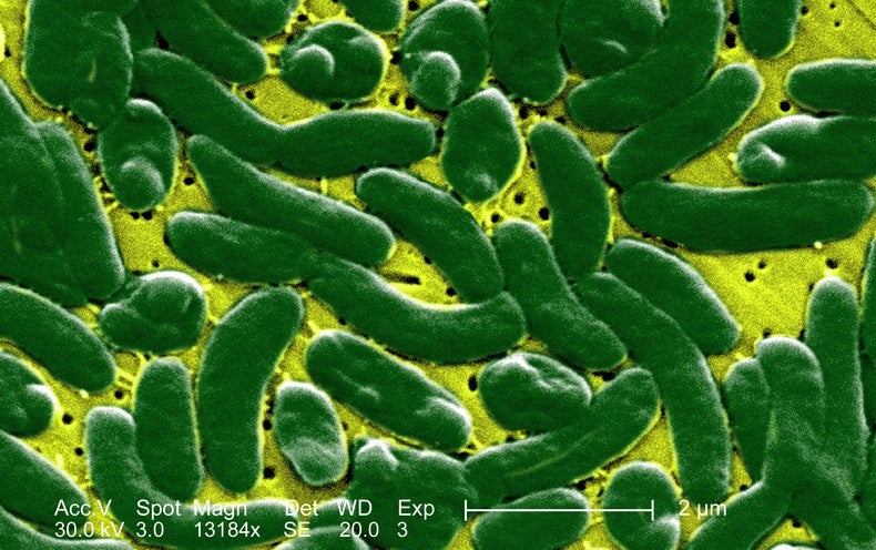 Flesh-Taking in Microbes Instances Spiked in Florida immediately after Hurricane Ian