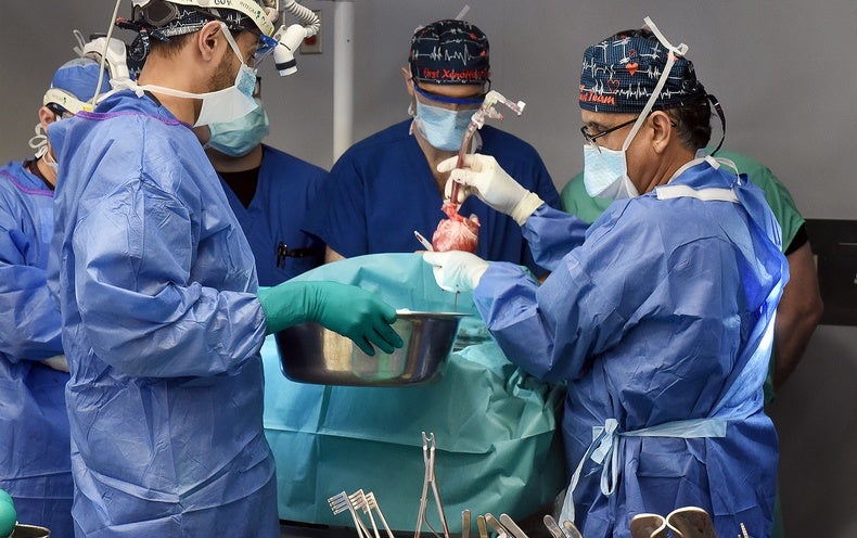 Milestone Pig-to-Human Coronary heart Transplant Might Pave the Way for Broader Trial
