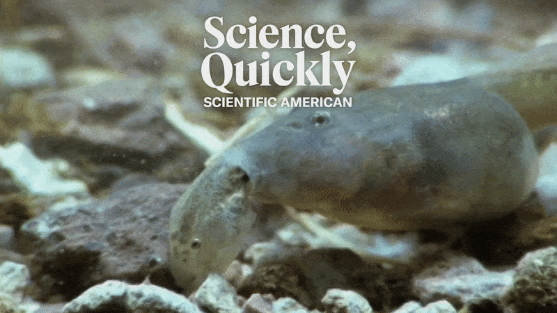 These Creatures are Almost certainly the Closest Issue Nature Has to Authentic Werewolves