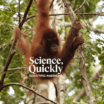 Scientists Argue Conservation Is under Menace in Indonesia