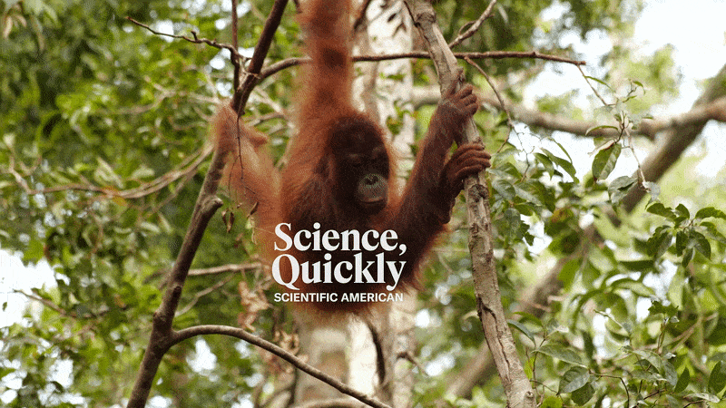 Scientists Argue Conservation Is under Menace in Indonesia