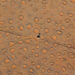 Countless numbers Far more Puzzling ‘Fairy Circles’ Have Been Identified about the Planet