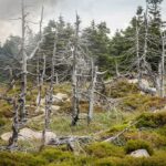 The Environment Solved Acid Rain. We Can Also Resolve Local weather Change