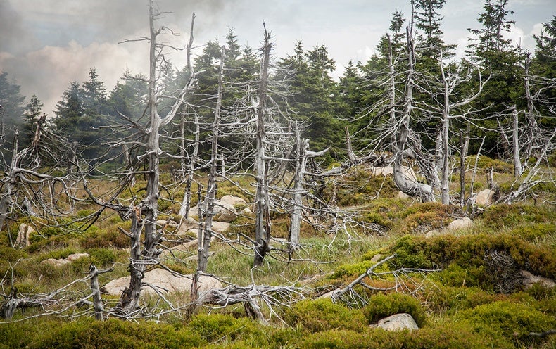 The Environment Solved Acid Rain. We Can Also Resolve Local weather Change