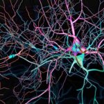 This Is The Major Map of The Human Brain Ever Manufactured