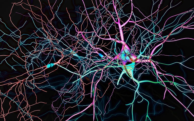 This Is The Major Map of The Human Brain Ever Manufactured