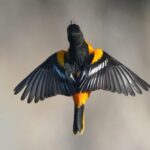 Solar Storms Can Hinder Chicken Migration