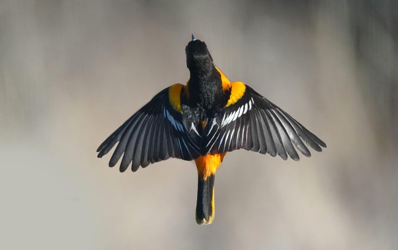 Solar Storms Can Hinder Chicken Migration