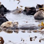 We Need to have to Think about Conservation on a Distinctive Timescale