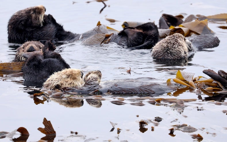 We Need to have to Think about Conservation on a Distinctive Timescale