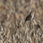 Tens of millions of Child Birds Are Dying from Serious Heat