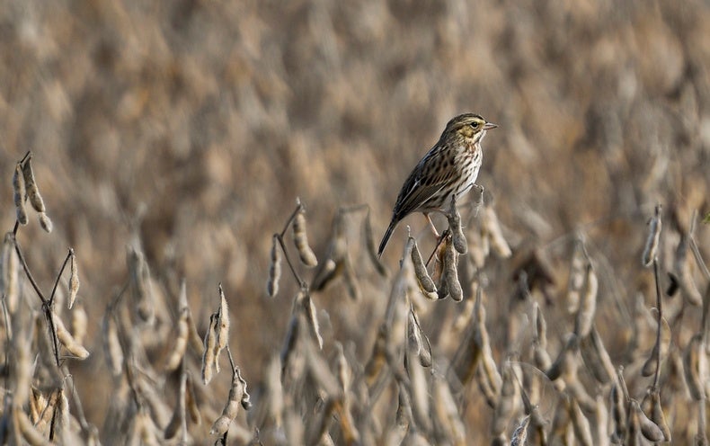 Tens of millions of Child Birds Are Dying from Serious Heat