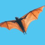 Mutated Gene That Causes Webbed Limbs in People May well Have Offered Bats Wings