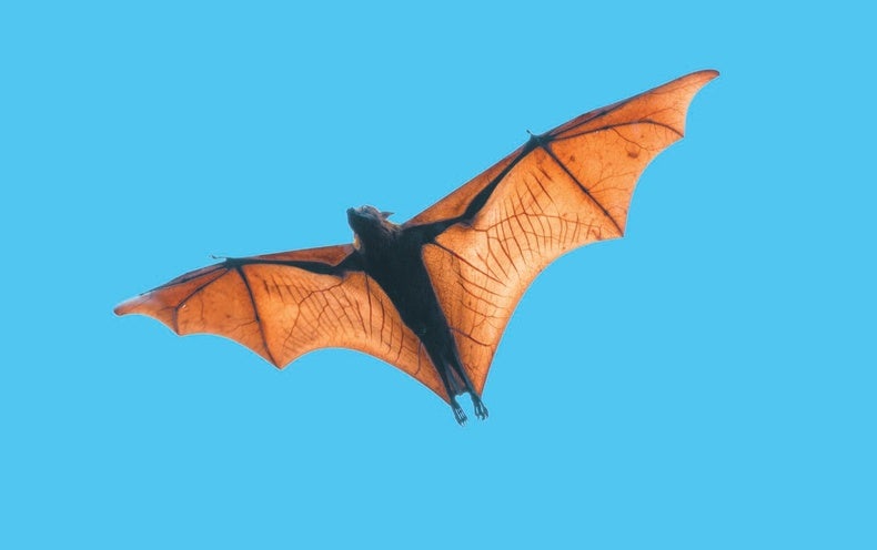 Mutated Gene That Causes Webbed Limbs in People May well Have Offered Bats Wings