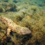 Cannibalistic Dads Might Be Contributing to Hellbender Salamander Declines