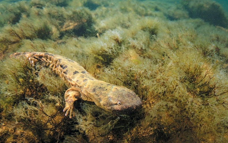 Cannibalistic Dads Might Be Contributing to Hellbender Salamander Declines
