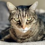 Cats Are Ideal. An Evolutionary Biologist Describes Why
