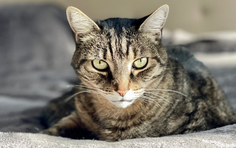 Cats Are Ideal. An Evolutionary Biologist Describes Why