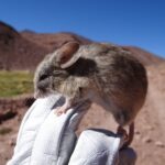 Mouse Mummies Exhibit Lifetime Persists in Mars-like Ecosystem