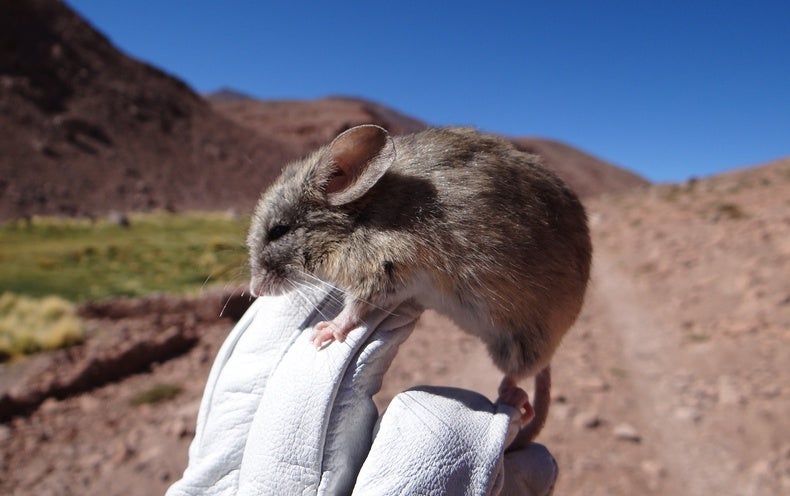 Mouse Mummies Exhibit Lifetime Persists in Mars-like Ecosystem