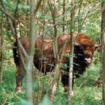 New Wildlife Tracker Powers Itself as Animals Walk, Trot and Run