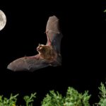This Bat Uses Its Outsized Penis as an ‘Arm’ through Sex