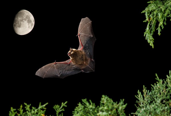 This Bat Uses Its Outsized Penis as an ‘Arm’ through Sex