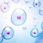 Small Collections of Cells Determine How a Body Takes Its Shape